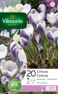 Crocus Prins Claus (x20)